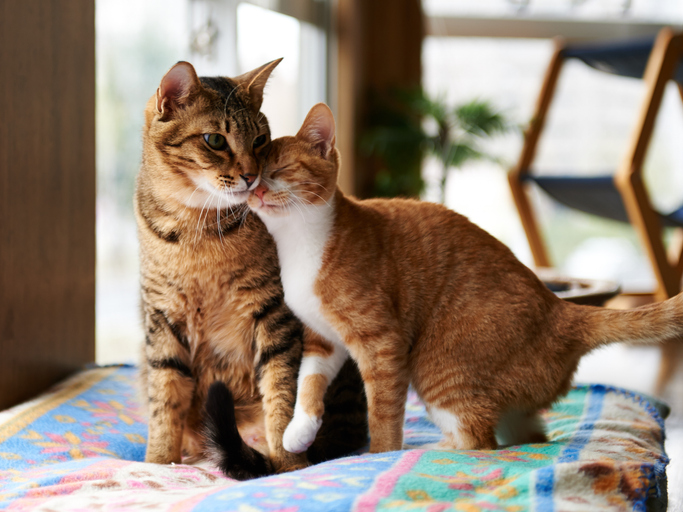 Katten geven elkaar kopjes