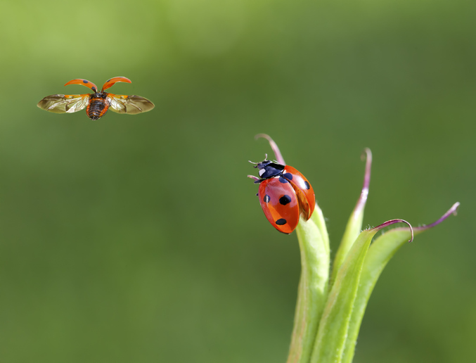 Lieveheersbeestje op een grasspriet