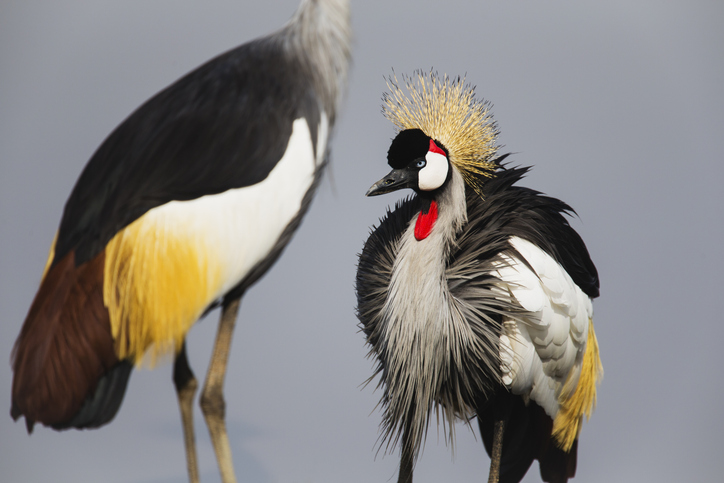 Kraanvogels