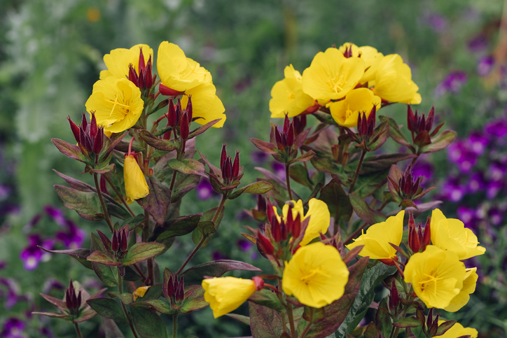 Oenothera Fyrverkeri