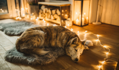 Hond rust voor de open haard