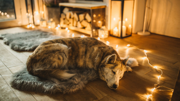 Hond rust voor de open haard