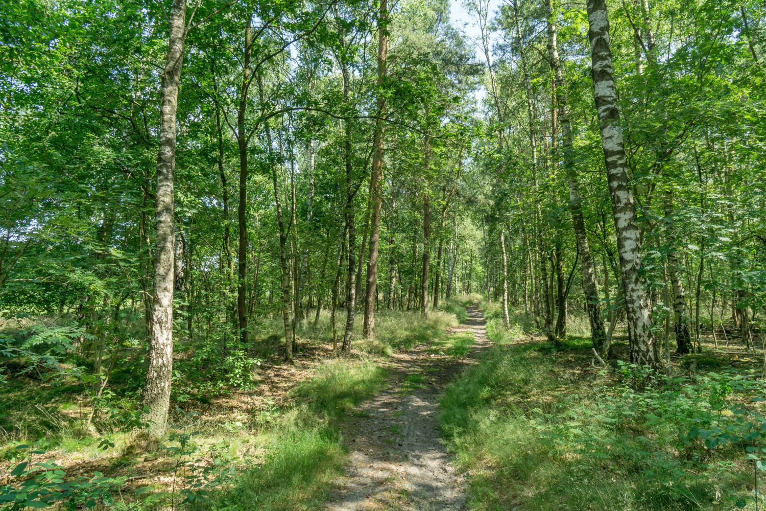 Groene Wissel Bilthoven