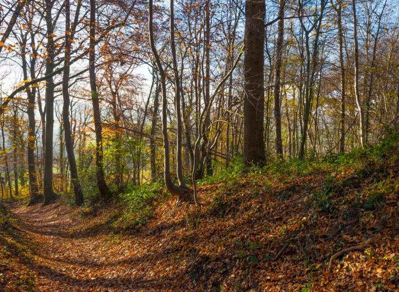 kaapse-bossen.jpg