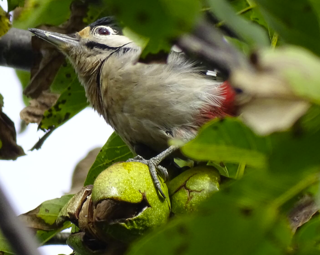 Vogel in de boom