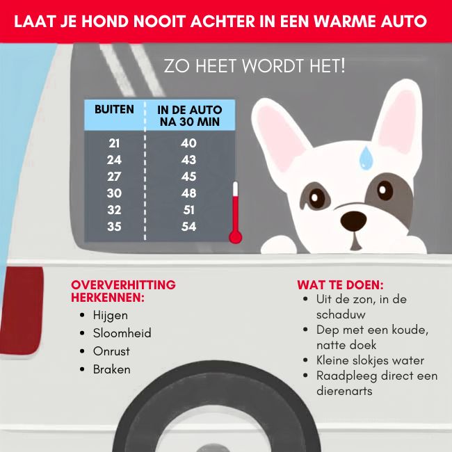 Infographic - hond in de hitte